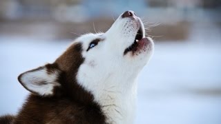 HUSKY BARKING  HUSKY HOWLING AND BARKING COMPILATION 2016 [upl. by Llabmik]