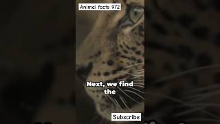 Most Endangered Species by Animal Facts 972 [upl. by Yahska]