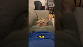 This Dog Felt Offended by His Owner 😂 dog funny shorts [upl. by Ecahc]