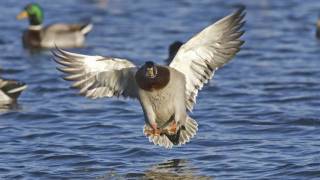 FlyBy Mallard [upl. by Bernie749]