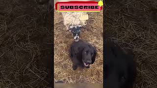 drôle de vidéo 21 Essaye de ne pas rire 😂😂 funny animals [upl. by Waller86]