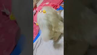 😂🐶 dog funny fyp foryou [upl. by Aural]