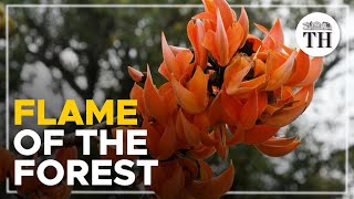 ‘Flame of the forest’ now in bloom across Nilgiris [upl. by Darwin]