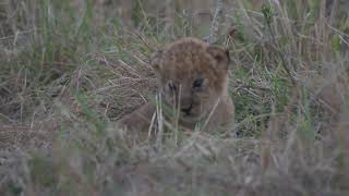 Lion cub crying [upl. by Stempson]