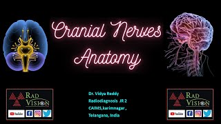 CRANIAL NERVES ANATOMY [upl. by Aeriela343]