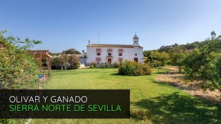 Finca de 300 hectáreas de olivar y ganadera en venta la Sierra Norte de Sevilla España  P2852 [upl. by Ahseekat]