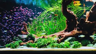 500 Neon Tetras  Most Beautiful Neon Tetra Aquarium [upl. by Yenial]