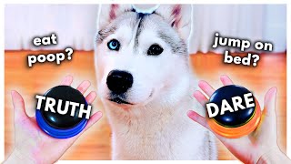 Dog Plays Truth or Dare Using Talking Buttons [upl. by Kally745]