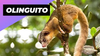 Olinguito 🐻 One Of The Cutest And Most Exotic Animals In The World shorts [upl. by Tuckie248]