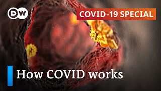 How does coronavirus attack your body  COVID19 Special [upl. by Ynabe19]