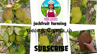 today update jackfruit farming 🥝🥝🥝🥝JackfruitFarming TropicalFruits OrganicFarming [upl. by Airoled]