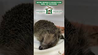 Resting hedgehog in rehabilitation unwell but recovering  Hornbeam Wood Hedgehog Sanctuary [upl. by Nedlog]