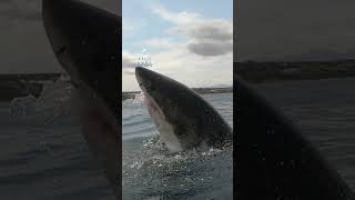 Great White Shark Propels Out Of The Water [upl. by Calli]