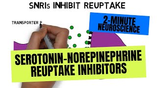 2Minute Neuroscience SerotoninNorepinephrine Reuptake Inhibitors SNRIs [upl. by Normalie]