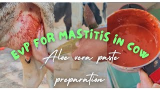 Ethno Veterinary preparation for Mastitis in Cow  Treatment of Mastitis in Cow using Home remedies [upl. by Kobi]