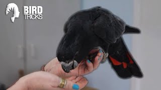 Black Cockatoo Care and Training  Red Tailed Black Cockatoo [upl. by Peery]