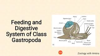 Feeding and digestion in Class Gastropoda  Phylum Mollusca class Gastropoda [upl. by Aicissej]