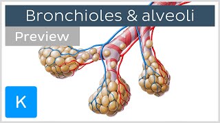 Bronchioles and alveoli Structure and functions preview  Human Anatomy  Kenhub [upl. by Derdle]