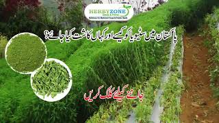 How to Grow Stevia plants and Plant supplier in Lahore Pakistan I Herbyzone Stevia Cultivation Guide [upl. by Nytsua]