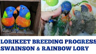 swinson lorikeet breeding setup  how to breed lorikeet  swinson rainbow lorikeet Chicks in nest [upl. by Rentschler689]