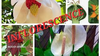 Inflorescence and its types with examples NEET biology flowers isc cbse [upl. by Tyrus]