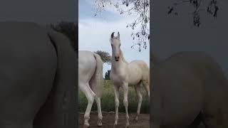 horse horselover horseriding horseracing indianhorse horserace trending horseing subscribe [upl. by Lucchesi]