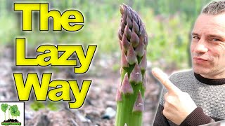 How To GROW Asparagus The LAZY Way [upl. by Nnybor]