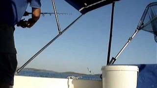 Panula BrancinSea Bass trolling [upl. by Loftus372]