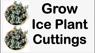 How To Propagate Ice Plant Corpuscularia Lehmannii [upl. by Aremaj]