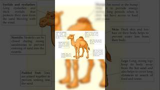 Adaptation in camel for living in hot deserts  Labelling adaptations in Camel [upl. by Necaj]