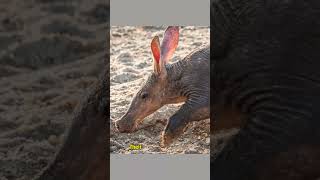 Aardvark Secrets You Never Knewaardvark wildlife fascinatingfacts [upl. by Allecsirp]