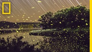 Enchanting Fireflies Paint the Sky  Short Film Showcase [upl. by Grimes]