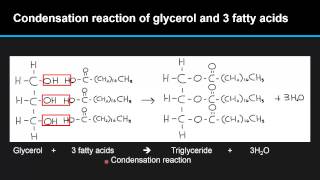 B46 Describe the condensation of glycerol and three fatty acid molecules to make a triglyceride [upl. by Emalee]