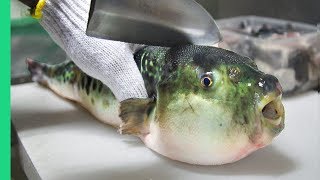 Eating Japans POISONOUS PufferFish ALMOST DIED Ambulance [upl. by Mccallion]