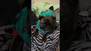 Gizmo the pug showing off her Christmas pjs 🎄❄️ [upl. by Tertia]