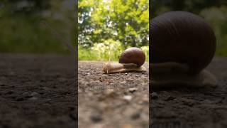 How long can a snail sleep snail animalfacts animals [upl. by Egres43]