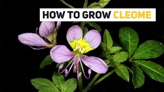 Cleome Growing Guide Spider flower by GardenersHQ [upl. by Onek]