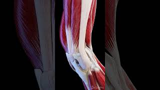 Muscles and ligaments of the moving knee joint anatomy meded 3dmodel [upl. by Neehar]