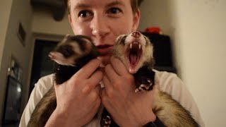 What Its REALLY Like Owning Ferrets [upl. by Andrey]