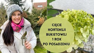 Cięcie hortensji bukietowej pierwszy rok po posadzeniu Jak ciąć młode hortensje bukietowe [upl. by Siuqramed]