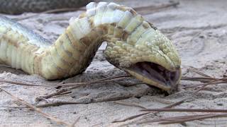 Eastern Hognose Snake Playing Dead [upl. by Stilla]