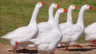 Sound of Domestic White Geese Honking  Free Sound Effects  Animal Sounds [upl. by Akeret]