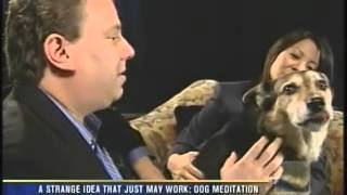 James Jacobson TV 8 SanDiegoCBS dog meditation [upl. by Willy]