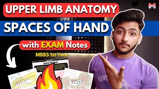 Upper Limb Anatomy  Spaces of Hand  MBBS 1st Year  Full Explanation With Exam Notes [upl. by Ahsaten]