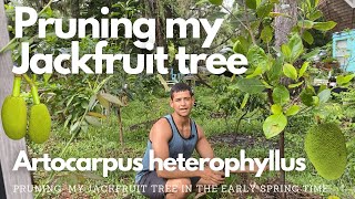 Pruning my Jackfruit tree  Artocarpus heterophyllus [upl. by Sallyanne]