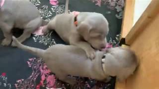 Paulas Weimaraner Puppys 2020  27 days old [upl. by Annoiek]