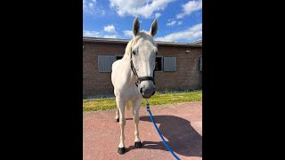 GREY GREY TOP x SANTINI  2018 gelding [upl. by Des923]