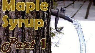 Making Maple Syrup Part 1 How to Select amp Tap a Maple Tree [upl. by Notnil948]