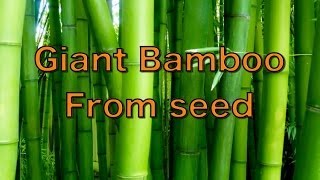 Growing Giant Bamboo from Seed  Phyllostachys pubescens [upl. by Mcripley]