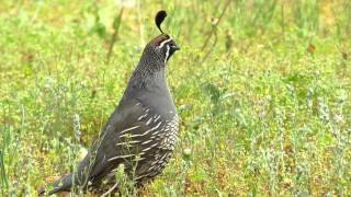 The California Quail [upl. by Diena]